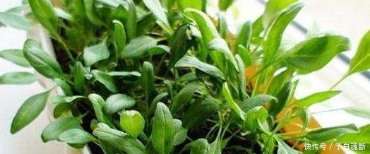  【蔬菜】秋天种4种蔬菜，好看又好吃，0技术要求，一长一大片！