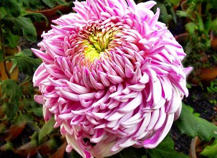  香雪球■喜欢菊花，就养盆“菊中精品”丹桂飘香，幽香袭人，沁人心脾