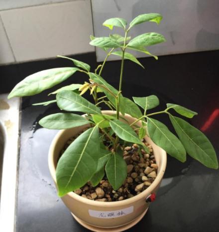 『龙眼』喜欢吃龙眼就在家栽一盆,将果核埋土里,15天就能出芽长根