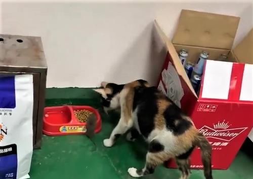  关爱@猫咪抓到老鼠，下一秒竟请它吃饭，满满关爱：你怎么还不吃？