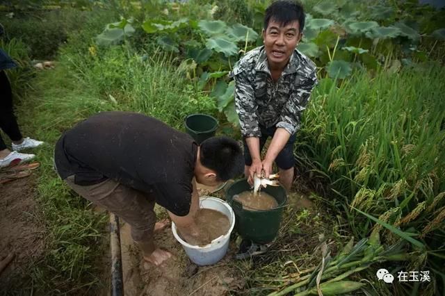 易门绿汁镇首届稻田开鱼节 带你找回儿时快乐！