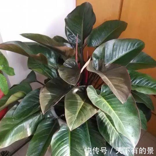  #甲醛#几种常见花，净化空气就靠它，吸甲醛、除异味，杀细菌！