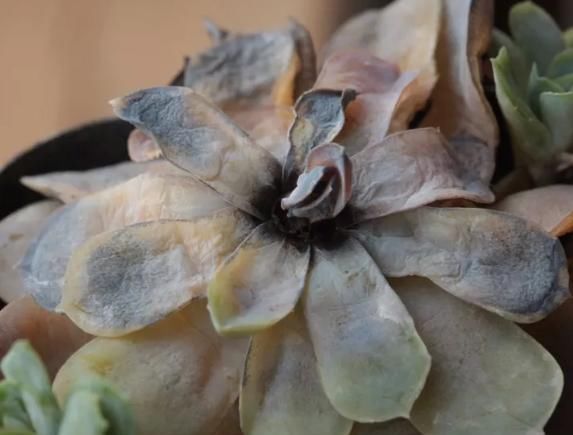  「腐蚀」多肉植物发黑变质？这种可怕的疾病，正在腐蚀你的多肉