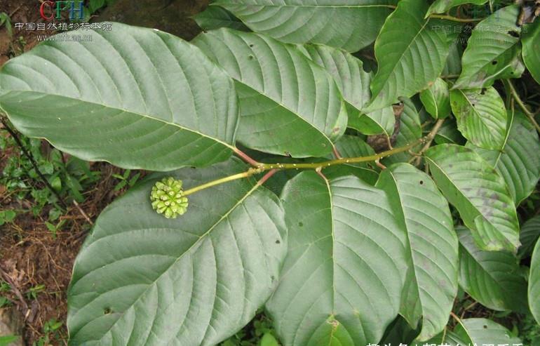  【国家】农村这种植物很稀少，曾经被农家人当柴烧，如今成国家保护品种