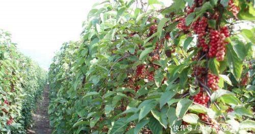 农村老大爷租地种“它”,每斤卖15元,老农赚了3万元！