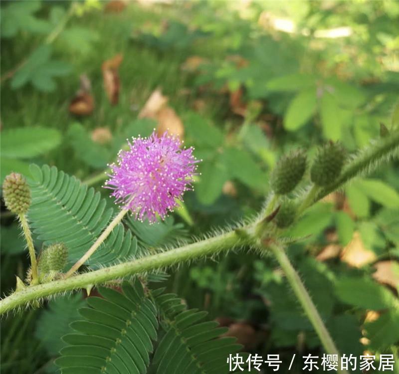  「轻柔」轻柔“绿盆栽”：它是气象播报员，有毒，别乱碰，别乱养！