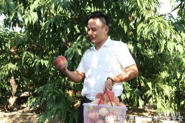 阳信县20万斤富硒蜜桃熟了，等你来采摘