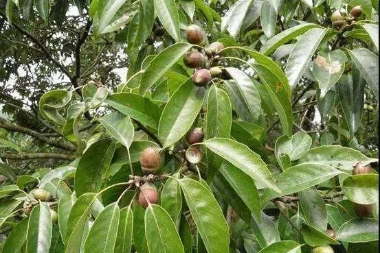  『开花』植物还能预报天气？自然界的神奇花卉植物！