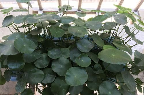 剃头:铜钱草又黄又乱糟糟的该怎么养?剃头半土加半水,一个月再次爆盆