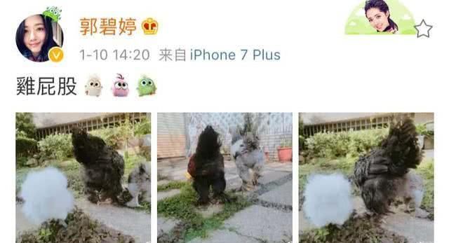 『雅兴』同禽不同命，郭碧婷家的小鸡住豪宅昵称小恶魔，时髦小向太好雅兴
