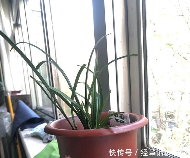  『操作方式』花盆太深怎么栽兰花？切忌根系比盆低，兰花上盆技巧比浇水重要
