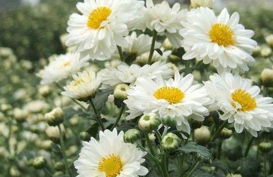 『需注意』冬季在阳台上养几盆杭菊,管理只需注意4点,一开春就能赏花