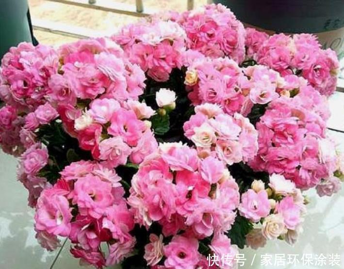  『开花』最受欢迎的4种花，沾土就活，花朵漂亮，容易爆盆，人见人爱！