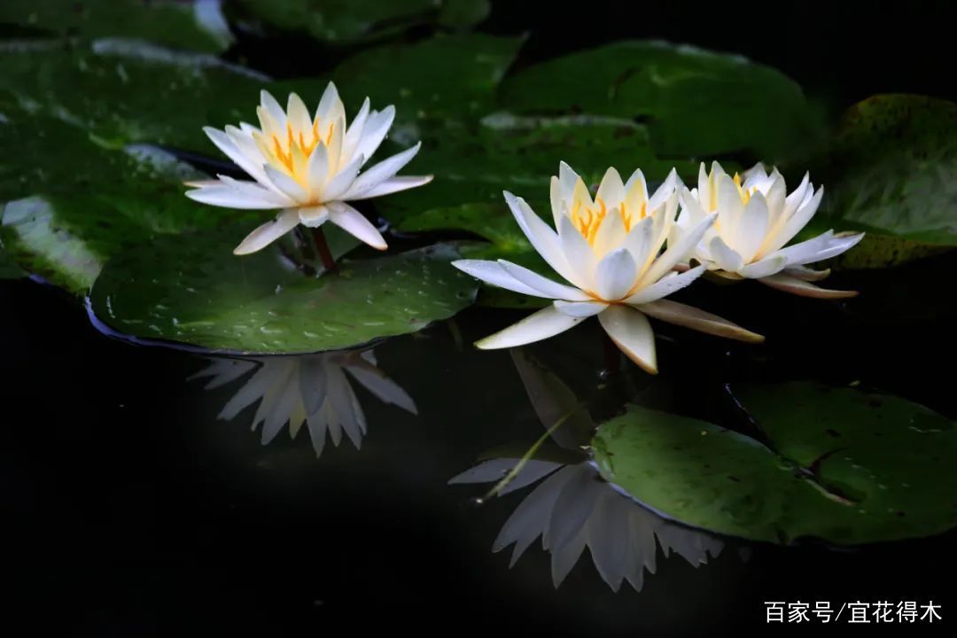  【何在】碗莲为何不开花？原因何在？如何选购和栽培？