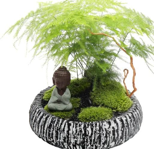  家里■开春了，家里定要摆上这些好看花卉，不仅增添色彩，还能养眼