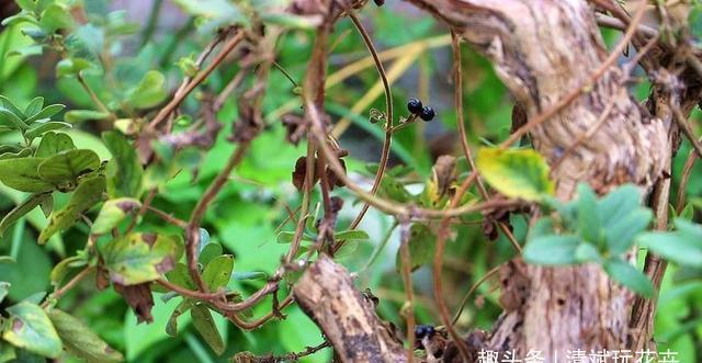  盆栽金银花■双黄连必备元素金银花，开春做好修剪工作，才能花开180天