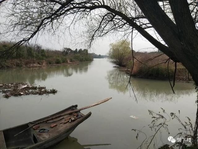  「蚕豆」春春欲动丨缠着火桑的野蔷薇，耳朵很多的蚕豆花，这里的春天很性感