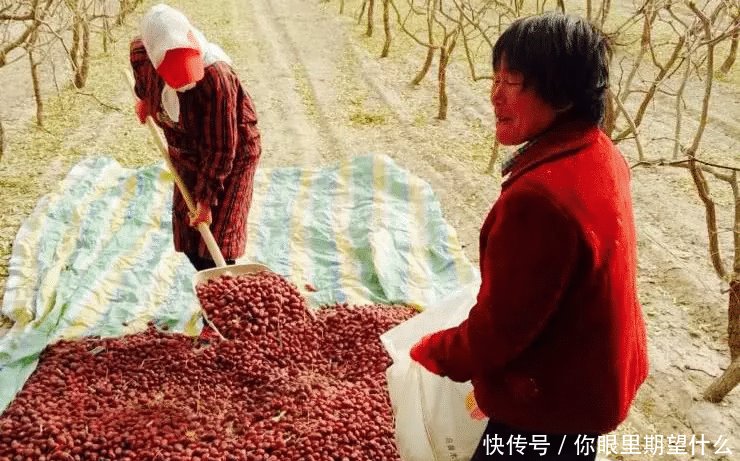 市场上接近20元一斤, 商贩却不愿意收购, 掉落满地果农发愁