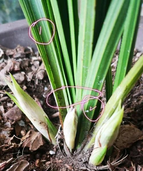  『芦头』蕙兰一苗能长几个花芽是假的？蕙兰有3个花芽需要全留还是去掉2个