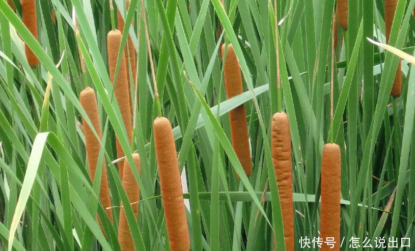 女大学生毕业后在农村种“热狗”，年收入让同村的人羡慕不已！