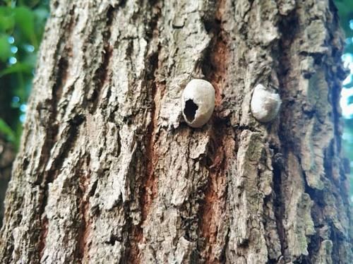  辣子■农村树上这种“破罐子”，收购价一斤200元，是真的还是骗