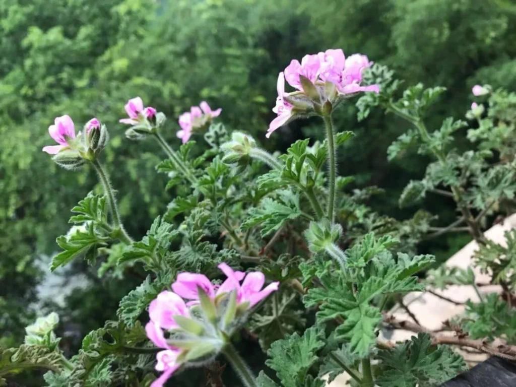  也可以：7种花插土里，立马长满院子，蚊虫不敢靠近！