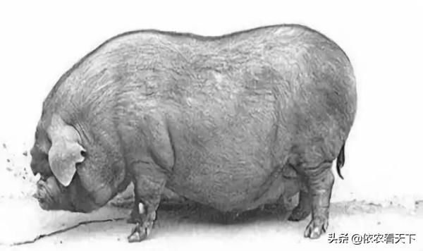 猪年说猪，农民养的猪大部分是外来品种，来认识一下中国土著猪