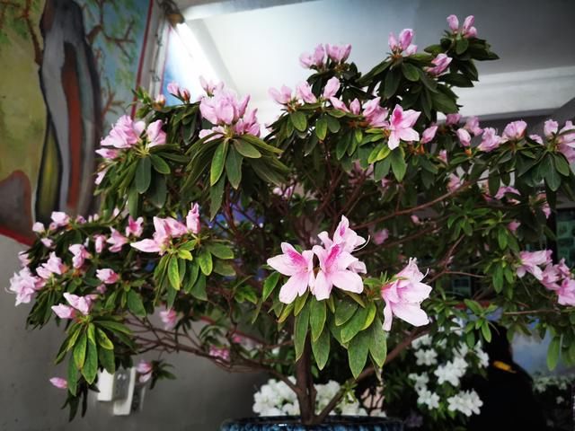  「宅基房」奉贤东部也有一个“沈家花园”320多盆花卉开门迎客