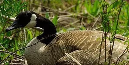  全身：全身是宝，养一只就赚1000元，目前养的人不多