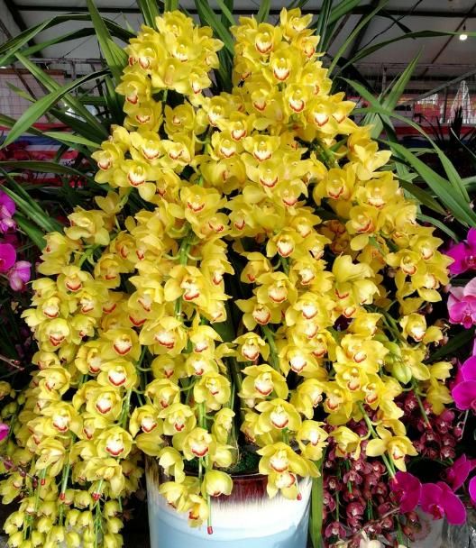  【不见】兰花竟然开成瀑布，见花不见叶，摆客厅真气派！