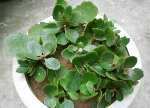  扦插■这2种花现在扦插，当年就能开花，可别错过好机会！