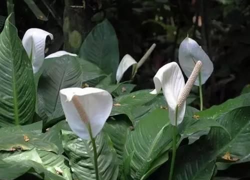 『阳光』7种室内耐阴盆栽,没有阳光也能开花,培育简单好“养活”!