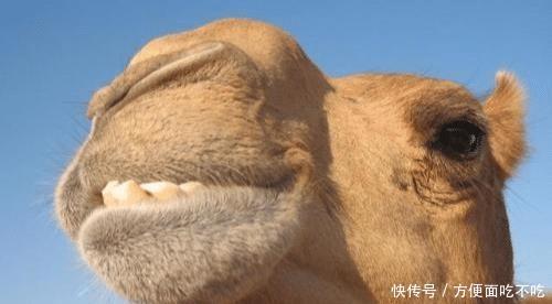  难道■仙人掌满身是刺，骆驼却常年以吃仙人掌为生，难道它不怕扎嘴吗