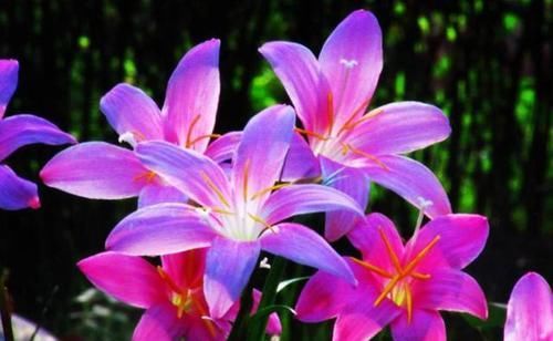  『飞花』“打春”后就养4种花，春暖鸟飞花先知，嫩芽蹭蹭冒喜迎春天来到