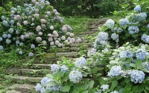  【花苞】典型的2种“爬藤花”，容易养，阳台摆上“2盆”，花苞蹭着冒！