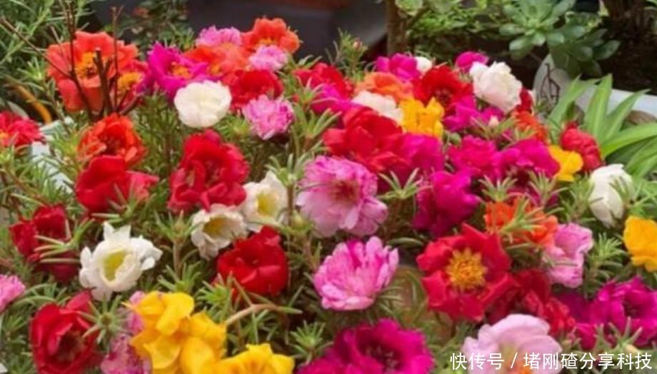 观赏价值■“4种花”是懒人的最爱,越懒养长得越好,给点阳光就爆盆!