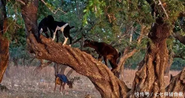 母猪上树是不可能的,但有一种山羊却会上树