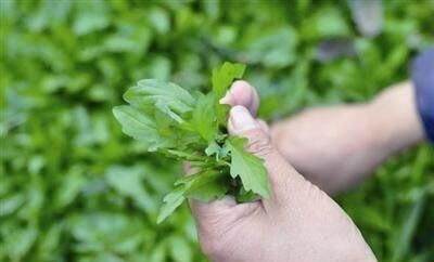  「种植」马兰头是乡间的美味野菜，种植前要了解它的生长习性