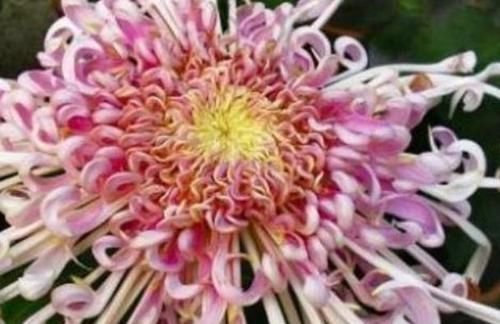  【家里】这些花超级好养活，养在客厅家里香喷喷，一养就爆盆