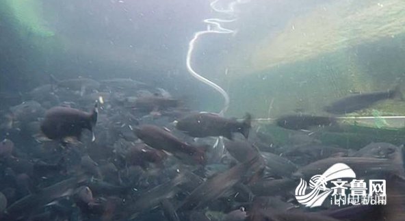  台风@这就是山东｜抗得住台风，防得了鲨鱼！揭秘世界最大深海渔