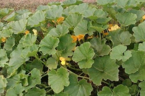  板栗：零售5元一斤，产地11月却只有1毛一斤，农民：一年的辛苦