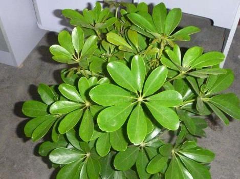  『摆在』没钱也得买3款植物，既能除尘又能抑菌，摆在家中亲人少生病