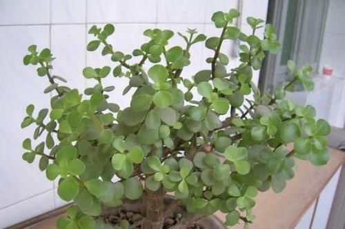 『值钱』“2种花”现在扦插合适,养护得当,1年成“老桩”,越养越值钱