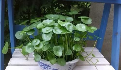  长寿花■养花要舍得，3种花全剪秃，7天长出新芽，剪的越狠长得越密！