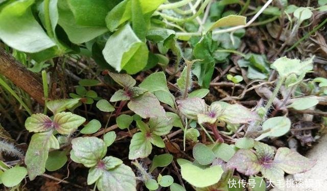 [竟然]这两种野草和配菜，在花盆都能长得很茂盛，竟然浑身是宝
