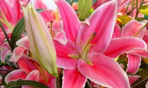  『寓意』此花花色艳丽，花色纯洁，寓意美好，快来了解下是什么花花