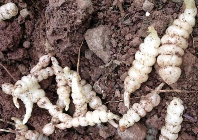  「宝塔菜」农田里，生长着1种“杂草”，人称“地环”，1公斤“7