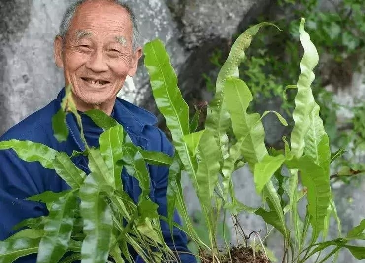 它长在石缝里， 叶背自带“金珠”， 常被误认成病草， 却价值珍