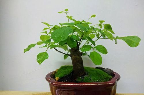「盆栽」微型盆栽总是长高长大不好看?6个控长妙招,短小精悍造型又美观
