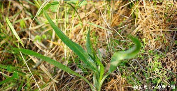  「兔儿」乡下一种野草，人称“兔儿奶”，价值珍贵，如今市场价6